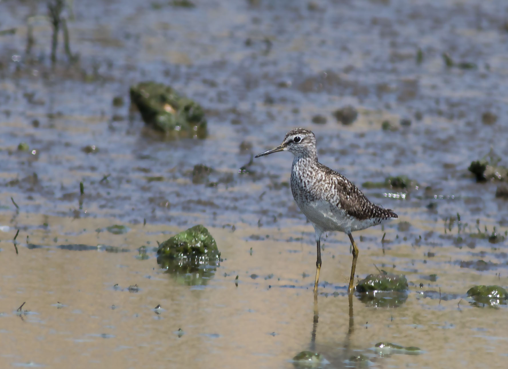 Wood Sandpiper